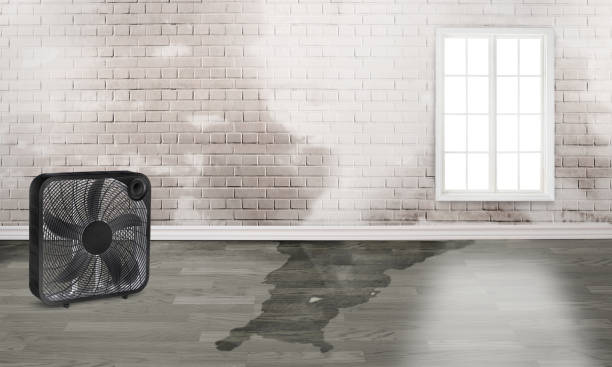 Best Water damage restoration experts  in Winterville, NC